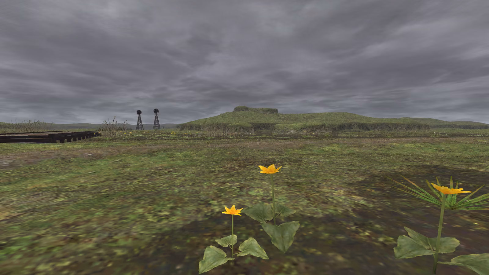 Yellow Marsh Flowers
