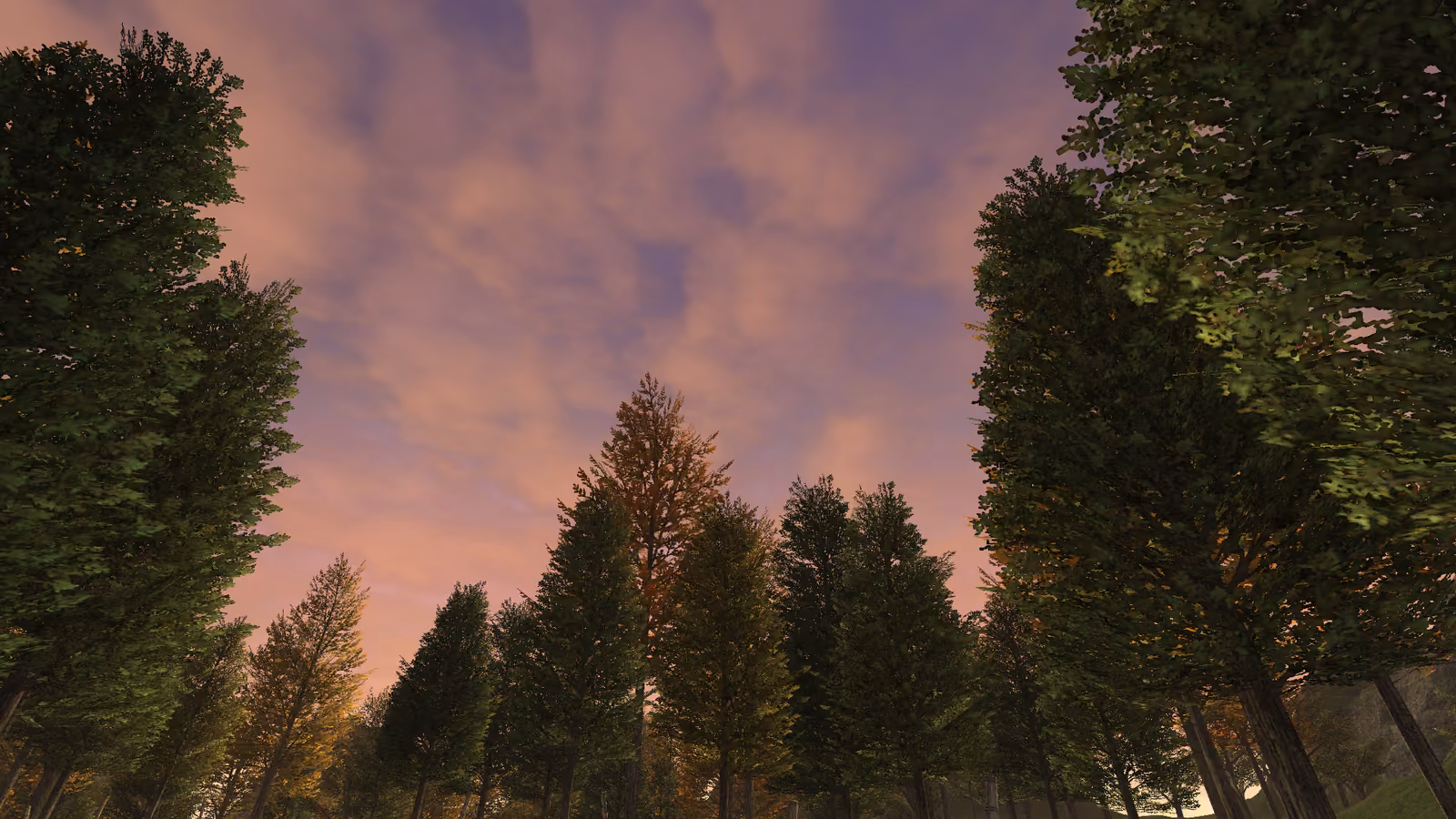 Evening Trees